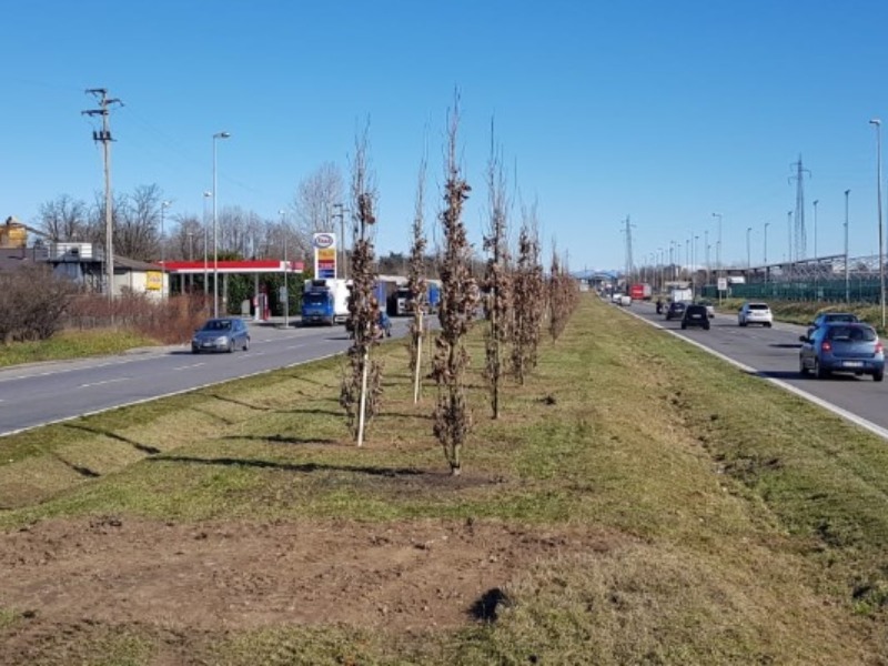 MONZA: OLTRE 200 NUOVI ALBERI IN VIALE DELLE INDUSTRIE